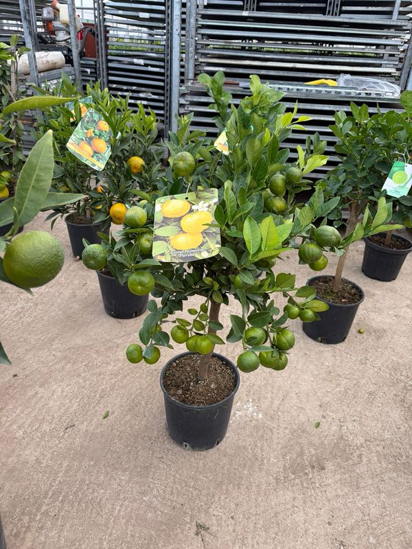 Citrus clementina, Clementina - vaso Ø20 cm