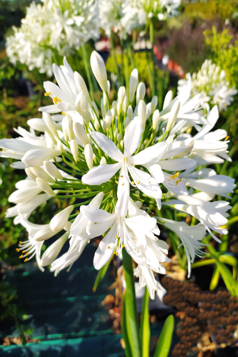 Agapanthus africanus, Agapanto Bianco - vaso Ø18 cm Agapanthus africanus, Agapanto Bianco - vaso Ø18 cm