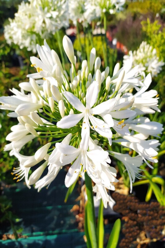 Agapanthus africanus, Agapanto Bianco - vaso Ø18 cm