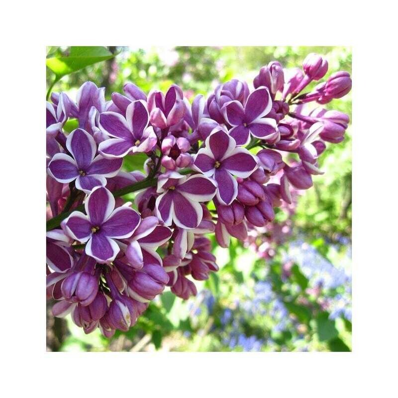 Serenella, Syringa vulgaris Lillà comune - vaso Ø24 cm Serenella, Syringa vulgaris Lillà comune - vaso Ø24 cm