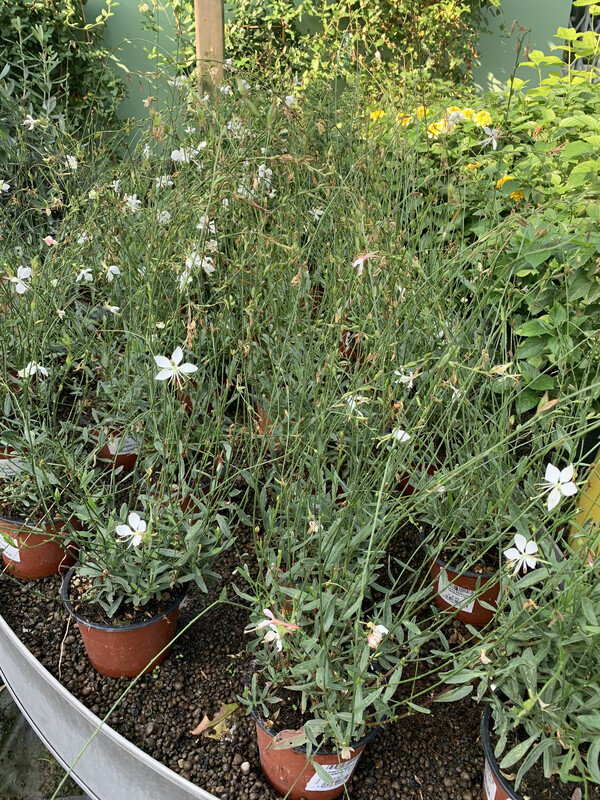 Gaura lindheimeri ‘Whirling Butterflies’, Gaura bianca - vaso Ø18 cm