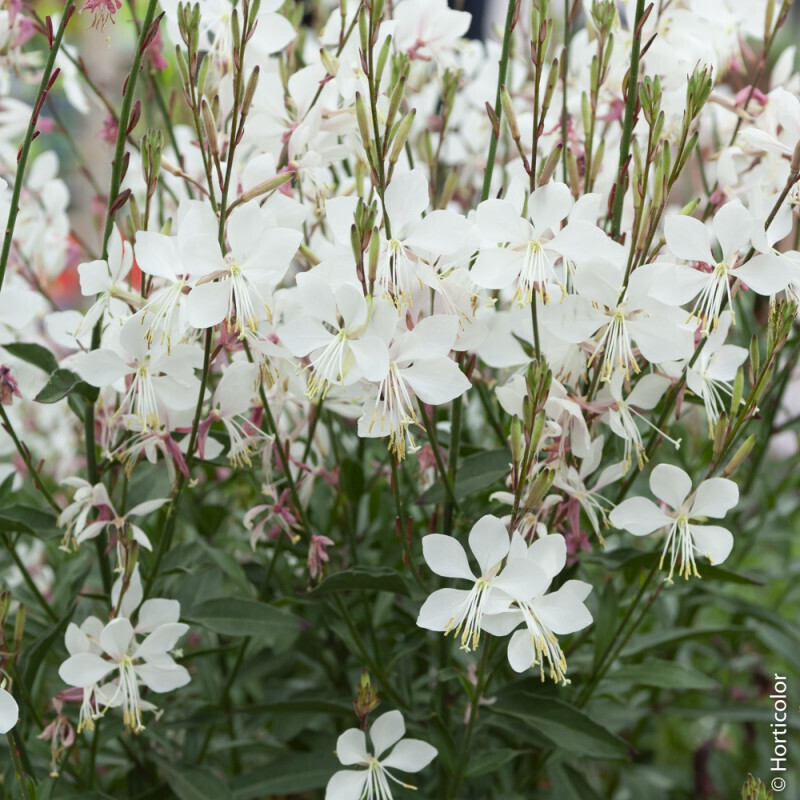 Gaura lindheimeri ‘Whirling Butterflies’, Gaura bianca - vaso Ø18 cm