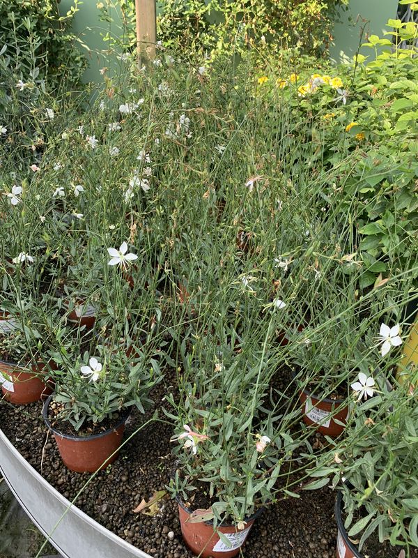 Gaura lindheimeri ‘Whirling Butterflies’, Gaura bianca - vaso Ø18 cm Gaura lindheimeri ‘Whirling Butterflies’, Gaura bianca - vaso Ø18 cm