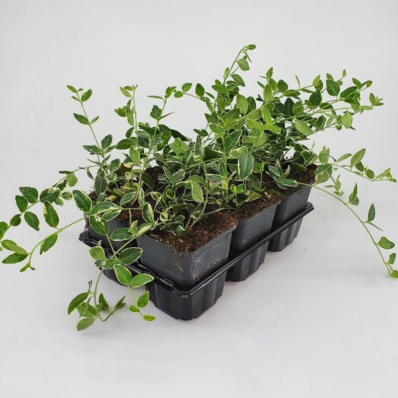 Vinca minor 'Ralph Shugert' a foglia variegata - vaso Ø8 cm