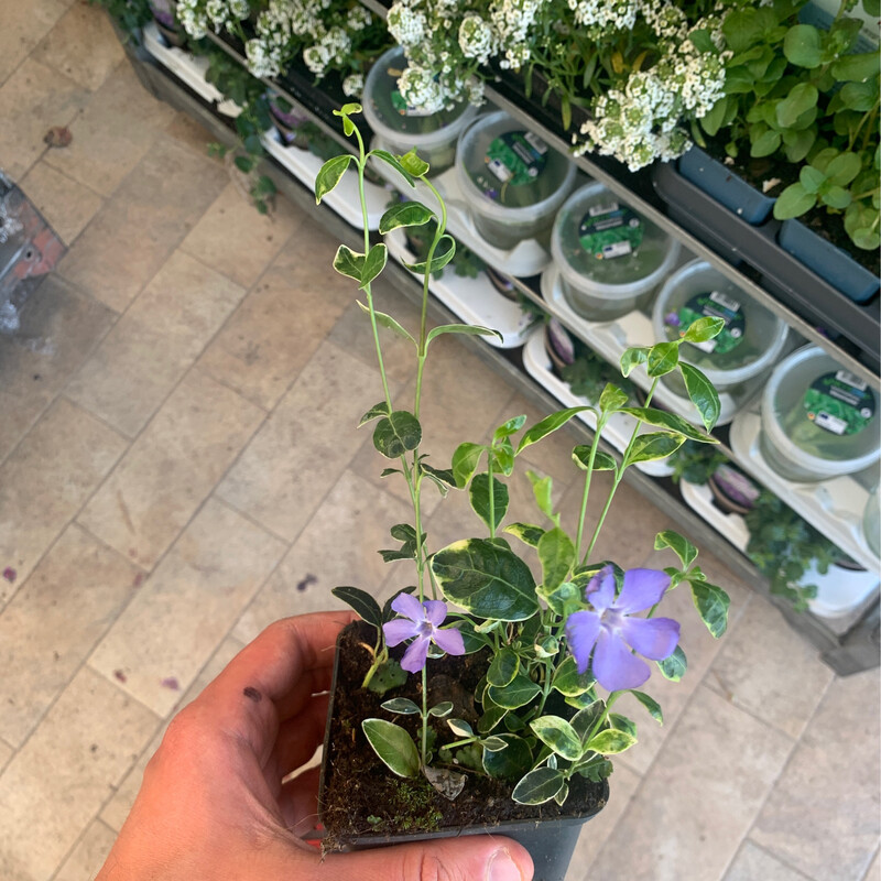 Vinca minor 'Ralph Shugert' a foglia variegata - vaso Ø8 cm Vinca minor 'Ralph Shugert' a foglia variegata - vaso Ø8 cm