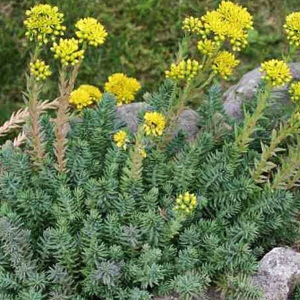 Sedum reflexum 'Argenteum' - vaso Ø15 cm