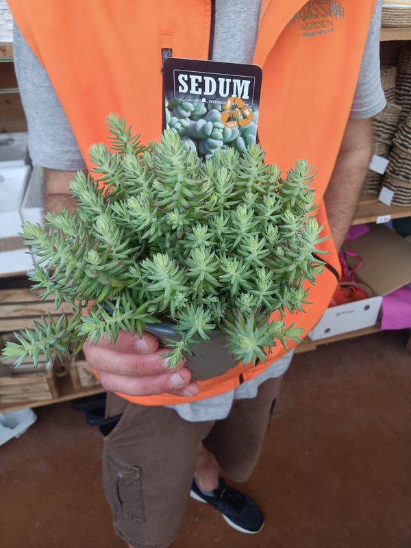 Sedum reflexum 'Argenteum' - vaso Ø15 cm