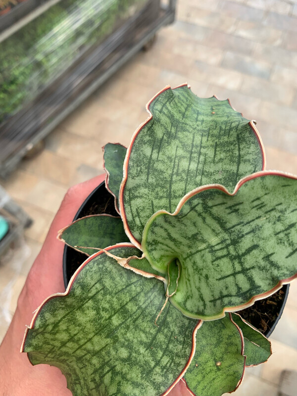 Sansevieria 'Star Green Granite' - vaso Ø12 cm