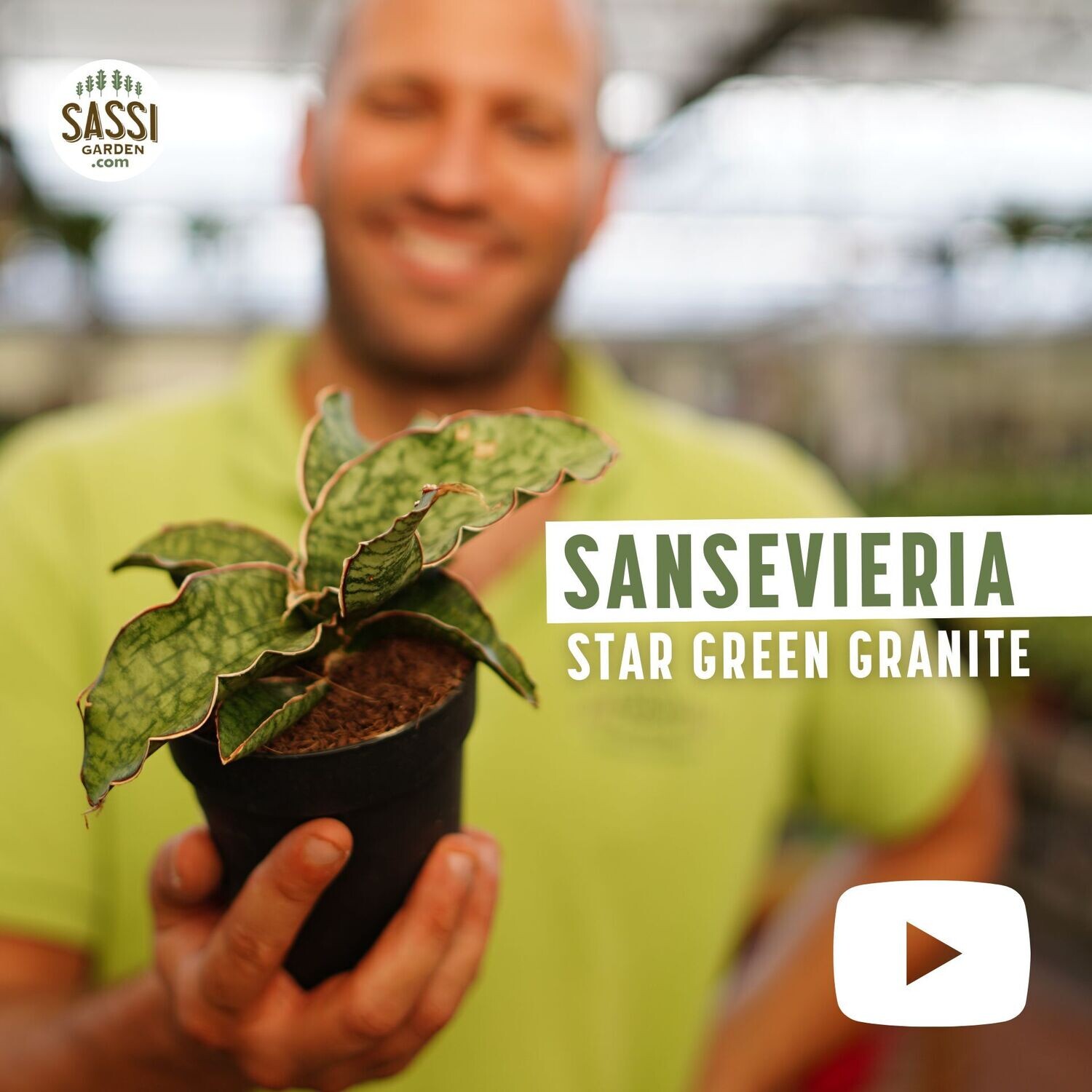 Sansevieria 'Star Green Granite' - vaso Ø12 cm Sansevieria 'Star Green Granite' - vaso Ø12 cm