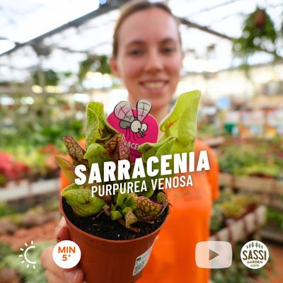 Sarracenia purpurea ssp. venosa, pianta carnivora - vaso Ø8.5 cm
