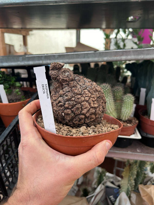 Stephania Erecta - vaso Ø14 cm esemplare
