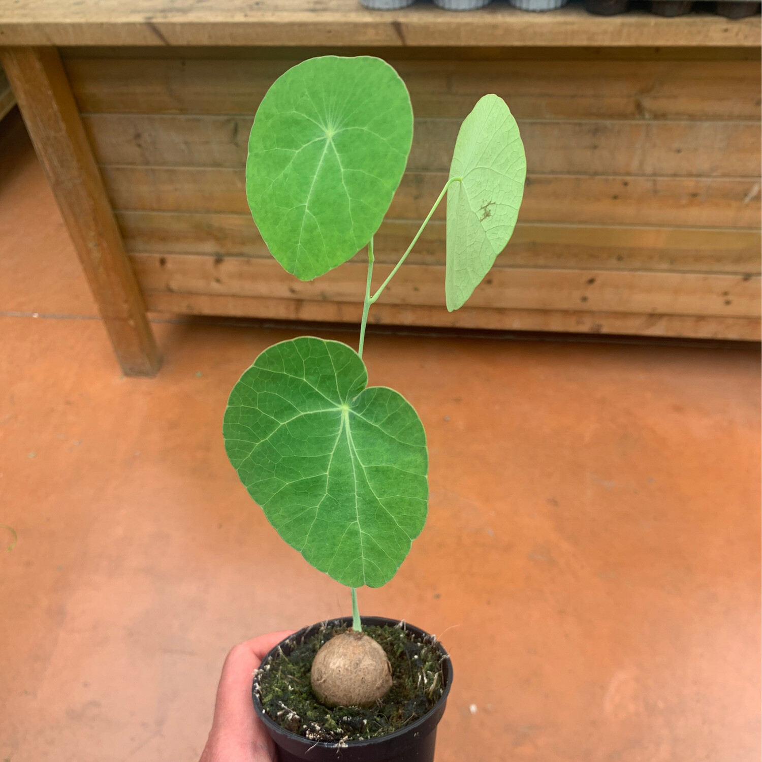 Stephania erecta - vaso 11