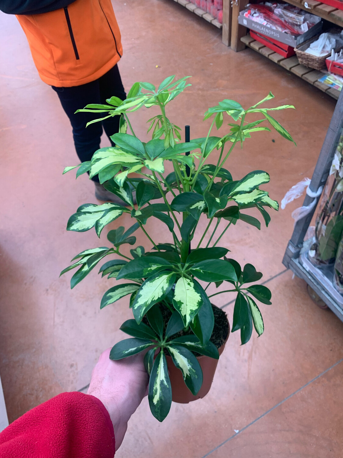 Schefflera actinophylla 'Gerda' - vaso Ø13 cm, h 50 cm Schefflera actinophylla 'Gerda' - vaso Ø13 cm, h 50 cm