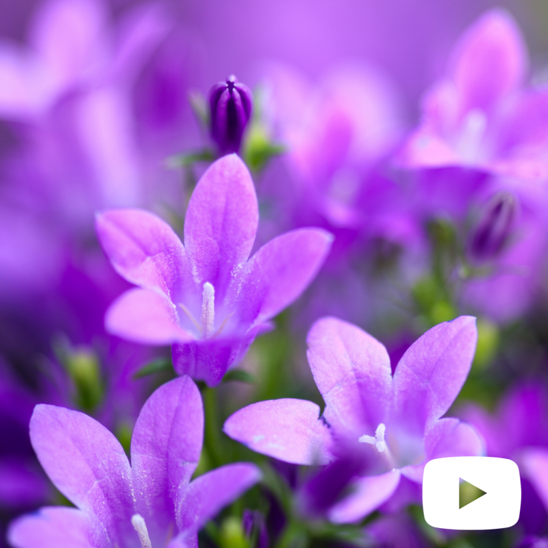 Campanula portenschlagiana o muralis, Campanula delle rocce - vaso Ø14 cm