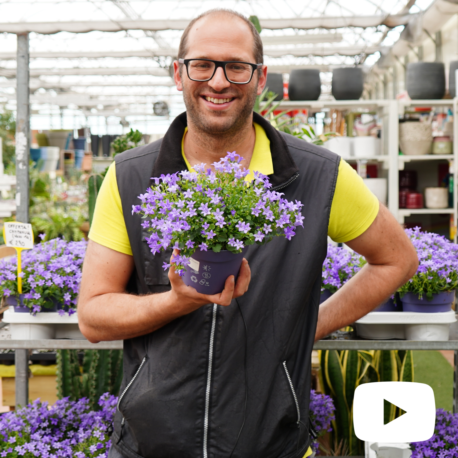 Campanula portenschlagiana o muralis, Campanula delle rocce -  vaso Ø14 cm