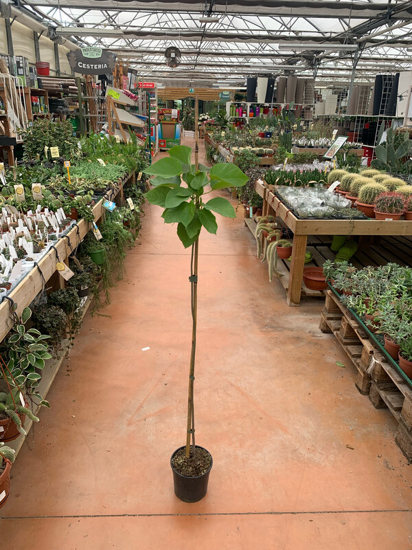 Catalpa Bignonioides, Albero dei sigari - vaso Ø17 cm, h 130 cm