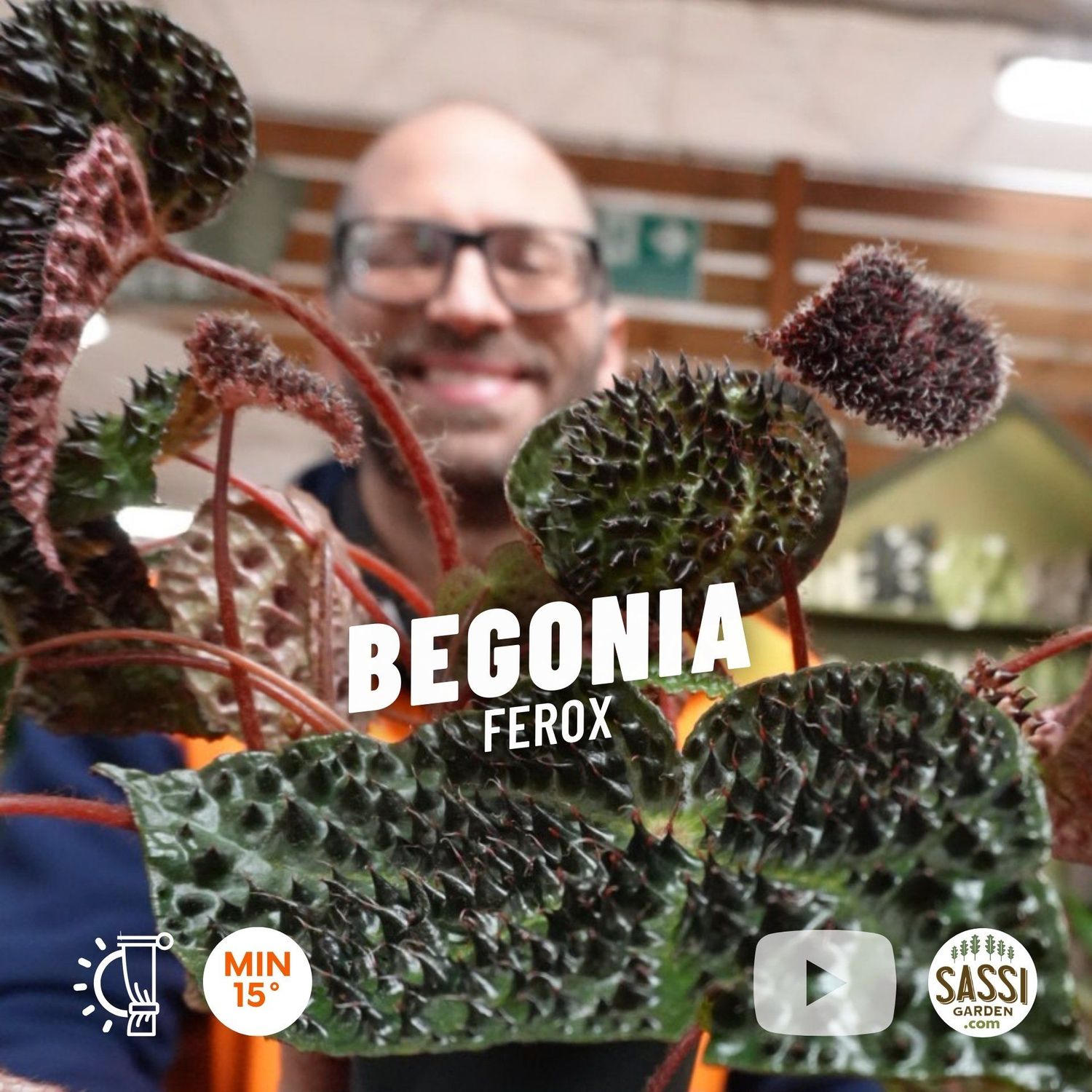 Begonia Masoniana Ferox - vaso Ø17 cm, h 25-30 cm