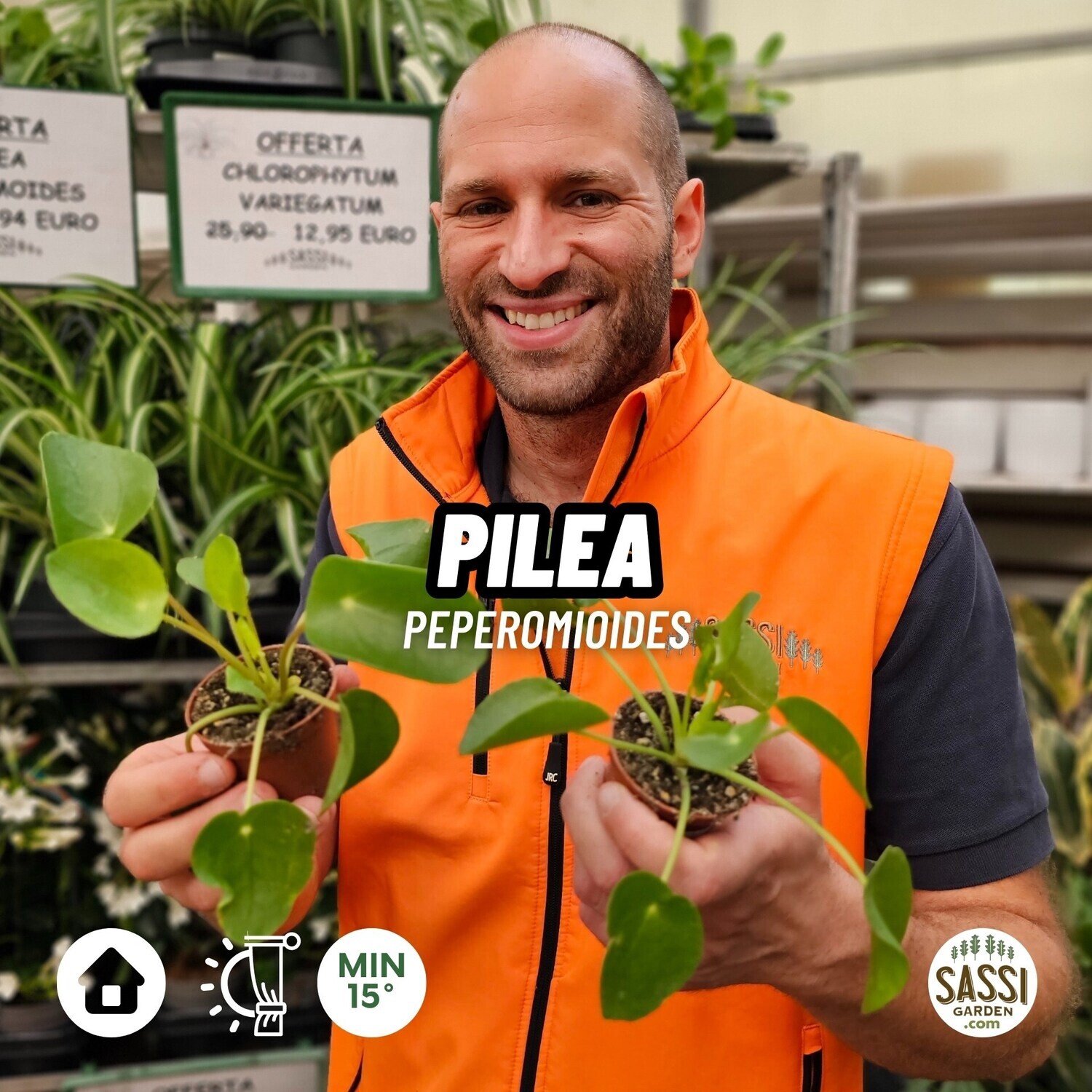 Pilea Peperomioides, Pianta delle Monete - vaso Ø5.5 cm Pilea Peperomioides, Pianta delle Monete - vaso Ø5.5 cm