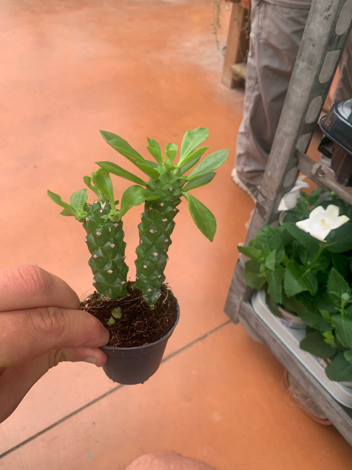 Euphorbia Monadenium Guentheri - vaso Ø6 cm