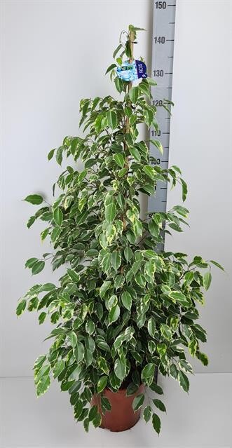 Ficus benjamina 'Golden King', Fico di Benjamin 'Golden King' - vaso Ø27 cm, h 120 cm Ficus benjamina 'Golden King', Fico di Benjamin 'Golden King' - vaso Ø27 cm, h 120 cm