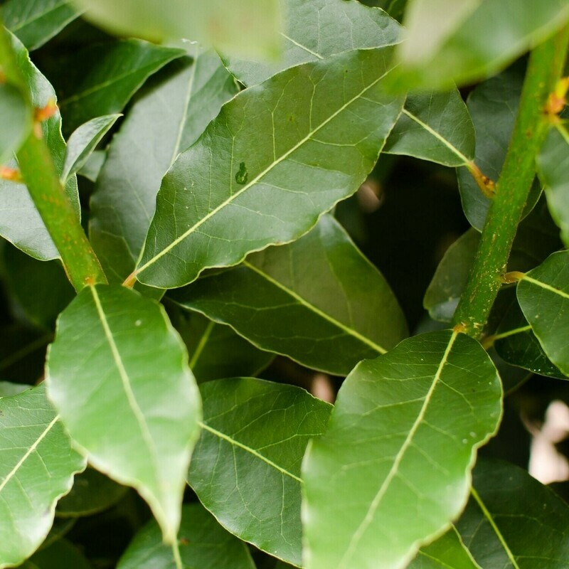 Laurus Nobilis, Alloro - vaso Ø10 cm