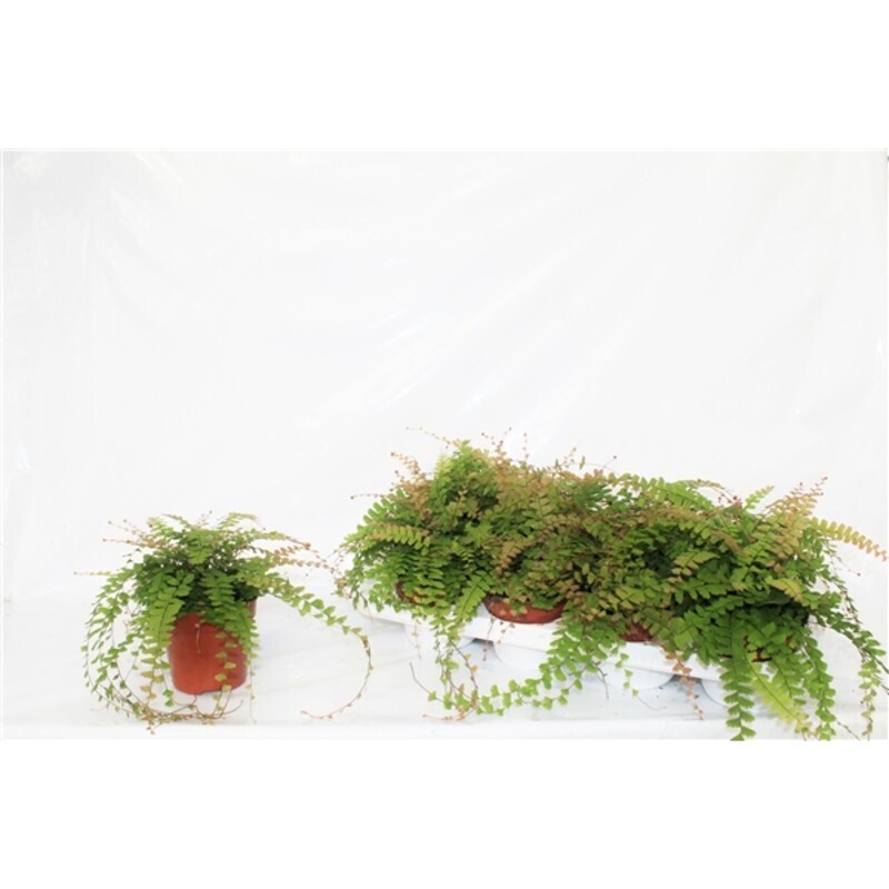 Adiantum Caudatum, Felce a Coda di Uccello - vaso Ø12 cm