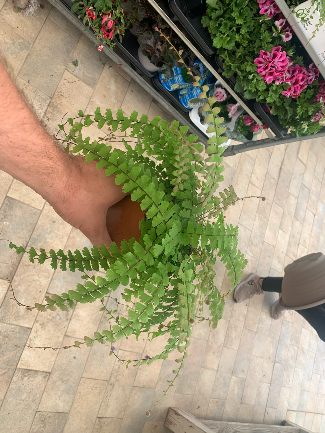 Adiantum Caudatum, Felce a Coda di Uccello - vaso Ø12 cm