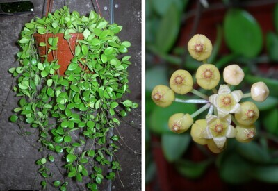 Hoya picta puber - basket Ø14 cm