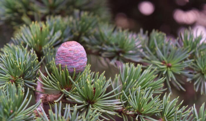 Cedrus libani, Cedro Libanese, Cedro del Libano - vaso Ø16 cm
