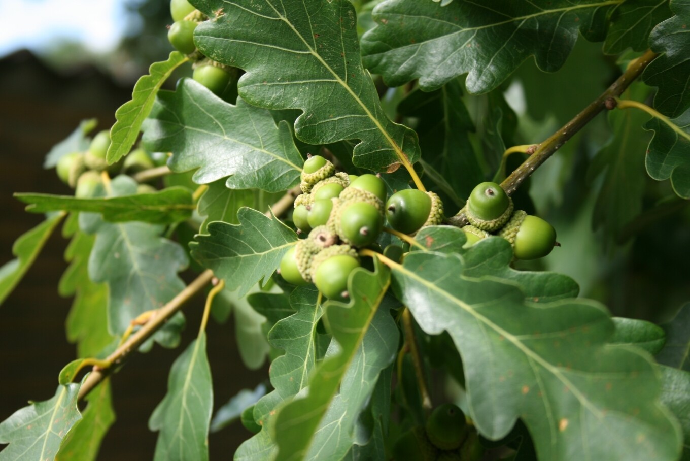 Quercus Petraea, Rovere, Quercia - vaso 3 litri h 120 Quercus Petraea, Rovere, Quercia - vaso 3 litri h 120