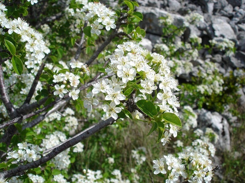 Prunus Mahaleb, Ciliegio Canino, Ciliegio di Santa Lucia - vaso 3 litri
