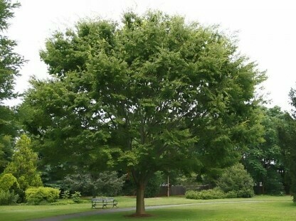Olmo giapponese, Zelkova serrata - vaso 3 litri h 120 Olmo giapponese, Zelkova serrata - vaso 3 litri h 120