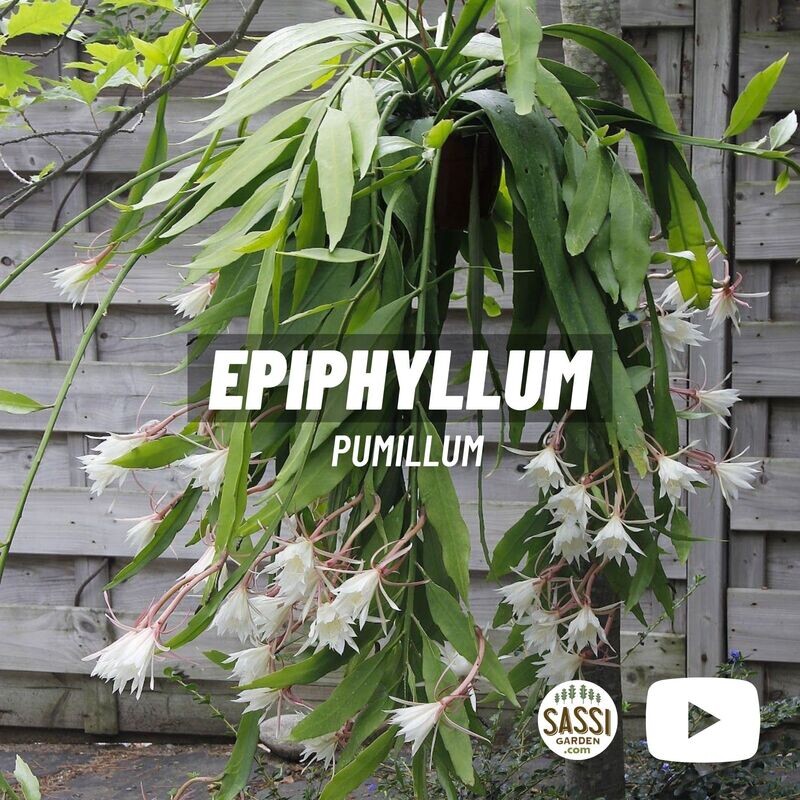 Fiore di Luna, Epiphyllum pumilum - basket Ø17 cm