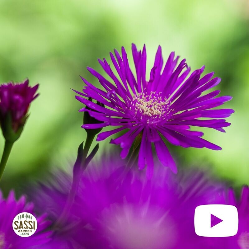 Aptenia cordifolia, foglia VARIEGATA, fiore FUXIA - vaso Ø14 cm