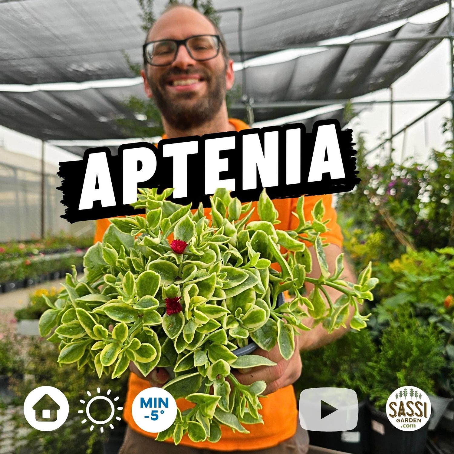 Aptenia cordifolia, foglia VARIEGATA, fiore FUXIA - vaso Ø14 cm Aptenia cordifolia, foglia VARIEGATA, fiore FUXIA - vaso Ø14 cm