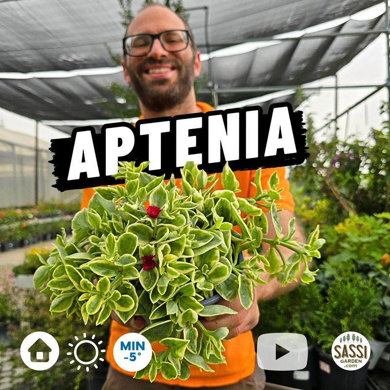 Aptenia cordifolia, foglia VARIEGATA, fiore FUXIA - vaso Ø14 cm