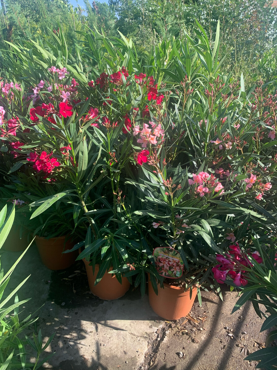 Oleandro, Nerium Oleander - vaso Ø30 cm, h 120 cm