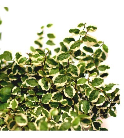 Ficus pumila 'White Sunny' - vaso Ø9 cm