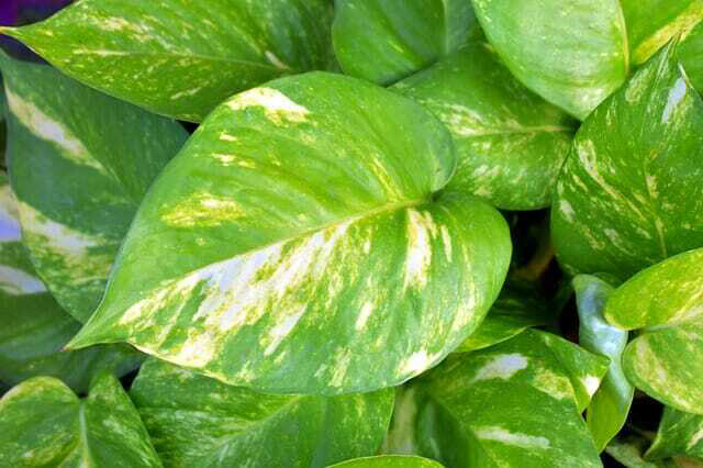 Epipremnum Pinnatum 'Aureum', Scindapsus aureus, Potus, Potos, Pothos, Photus - basket Ø15 cm