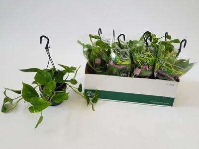 Epipremnum Pinnatum 'Aureum', Scindapsus aureus, Potus, Potos, Pothos, Photus - basket Ø15 cm