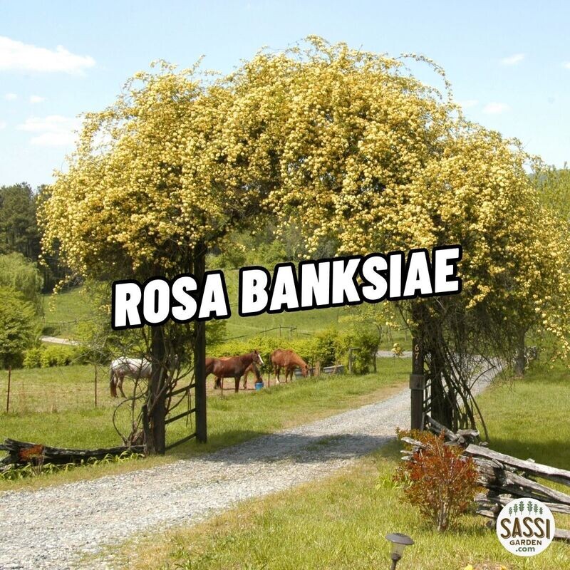 Rosa Banksiae Lutea, Banksie, Banksia, Banksi, col. GIALLO, - vaso Ø19 cm, h 80 cm