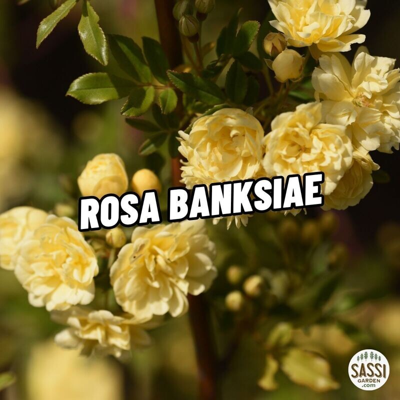 Rosa Banksiae Lutea, Banksie, Banksia, Banksi, col. GIALLO, - vaso Ø19 cm, h 80 cm Rosa Banksiae Lutea, Banksie, Banksia, Banksi, col. GIALLO, - vaso Ø19 cm, h 80 cm