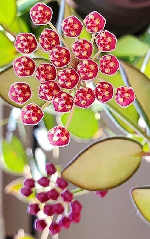 Hoya Burtoniae, Fiore di cera - vaso Ø14 cm