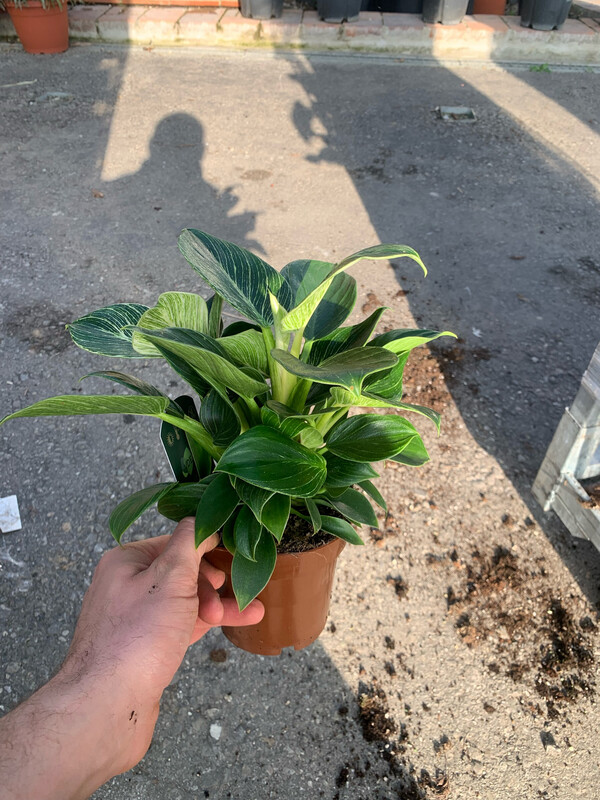 Philodendron Birkin, Filodendro - vaso Ø12 cm