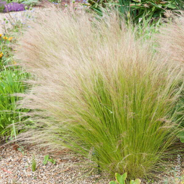 Stipa tenuissima 'Pony Tails' - vaso Ø17 cm Stipa tenuissima 'Pony Tails' - vaso Ø17 cm
