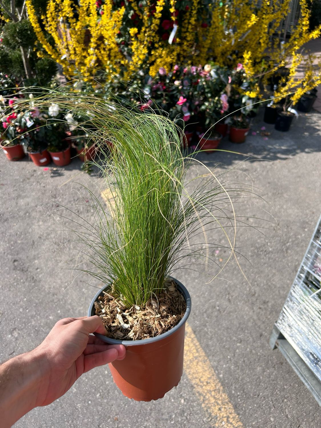 Stipa tenuissima 'Pony Tails'  - vaso Ø17 cm