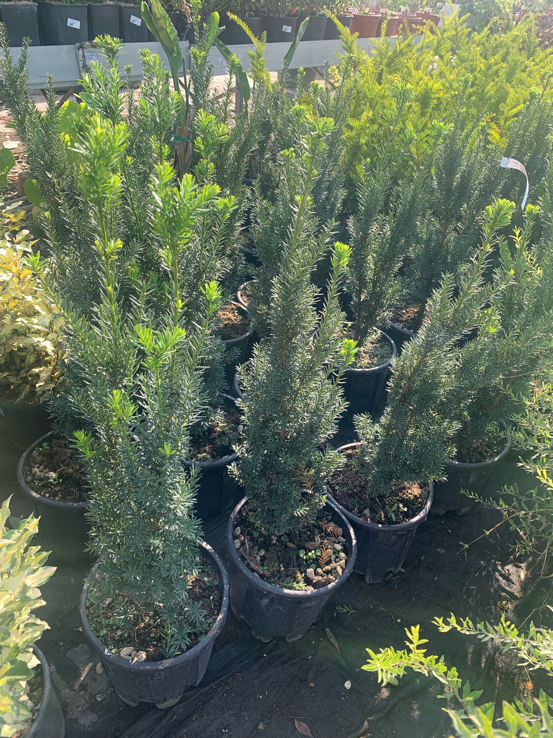 Tasso, Taxus media 'Hilli'- vaso Ø24 cm, h 50-60 cm Tasso, Taxus media 'Hilli'- vaso Ø24 cm, h 50-60 cm