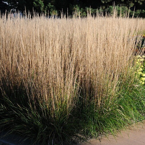Calamagrostis x acutiflora 'Karl Foerster' - vaso Ø17 cm