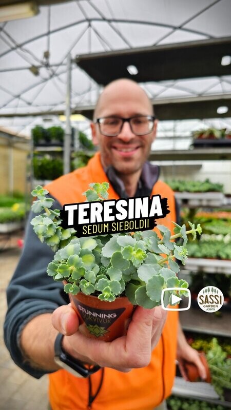 Erba Teresina, Sedum Sieboldii Mediovariegata - vaso Ø8,5 cm