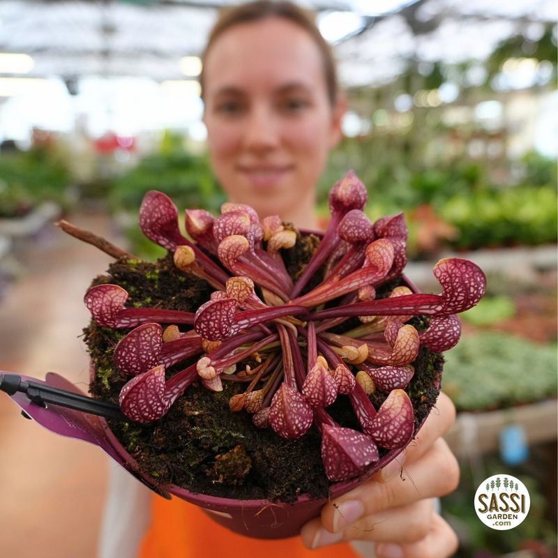 Sarracenia psittacina, Pianta carnivora pappagallo - vaso Ø12 cm